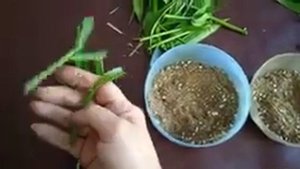 Размножаю Лилии :листиками, черенком! ???