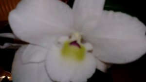 Дендробиум Нобиле, Дендробиум Фаленопсис, Дендробиум Берри Ода... Мой уход....