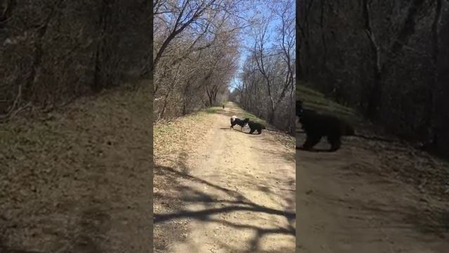 3 herding dogs playing