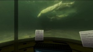 ПОДВОДНЫЙ МИР БЕЛЫХ КИТОВ VR - фильм / THE UNDERWATER WORLD OF THE BELUGA WHALES VR - film, трейлер