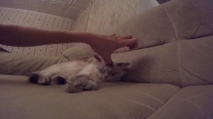 HAPPY CAT enjoys scratching (snorting and purring)