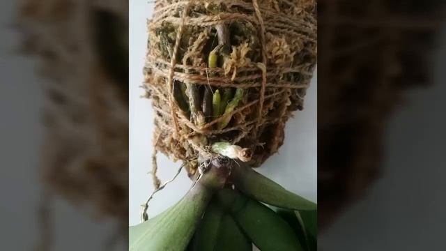 Розовый фаленопсис биг лип