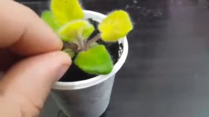 Цитокининовая паста  Выращивание фиалок из семян