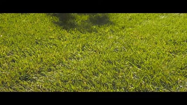 Формула идеального газона смотреть онлайн