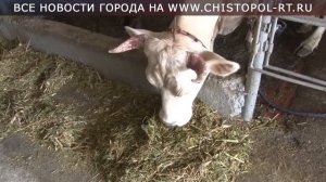 Министр сельского хозяйства и продовольствия РТ оценил работу предприятий в Чистопольском районе