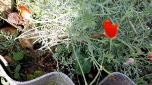 Розы : АМУР ДЕ МОЛЕН , ТВАЙЛАЙТ ЗОУН , СВАНИ , АРРОУ ФОЛИЕС , АСПИРИН , ЛИДИЯ ЛАВЛИ , ЛАМБАДА и др.