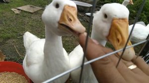 Гусикусаки . Гуси породы Линда ,