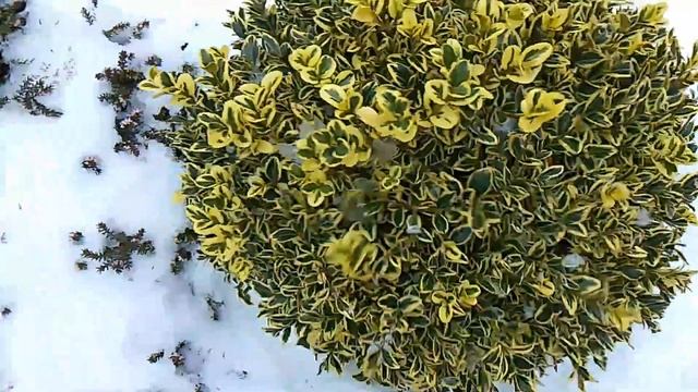 Экзотические растения после морозов ❄️