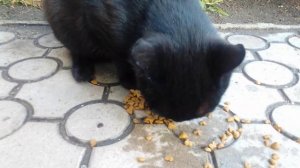 Кошечка с черной шубкой