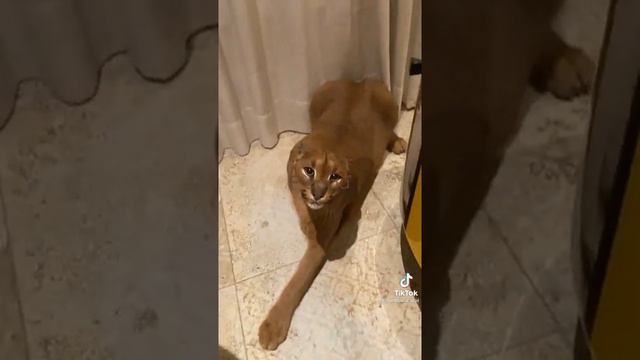 floppa the caracal