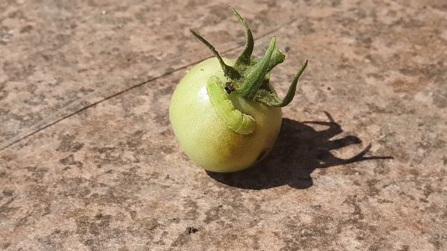 Гусеница совки на помидоре смотреть онлайн