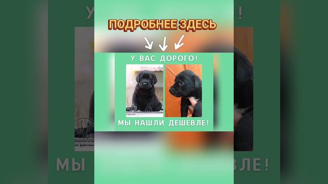 🐕📝🐾 Сколько стоит щенок лабрадора у хорошего заводчика?