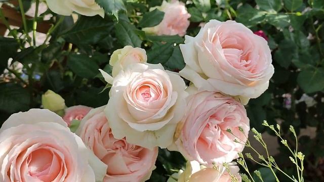 Цветение роз Пьер де Ронсар и Цикламен Пьер де Ронсар? смотреть онлайн