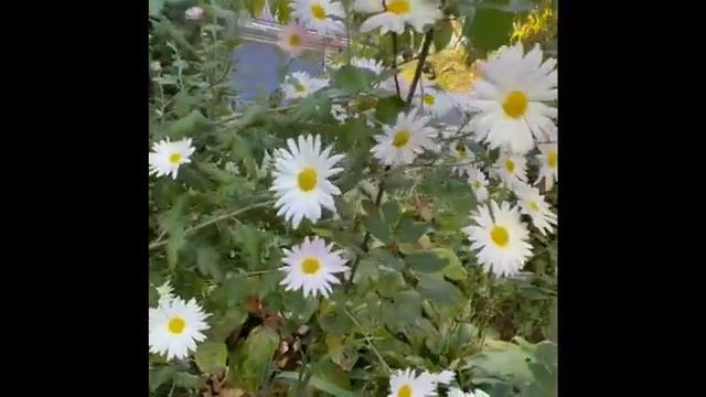 Країна осінніх дивоцвітів  Природний світ  Молодший вік