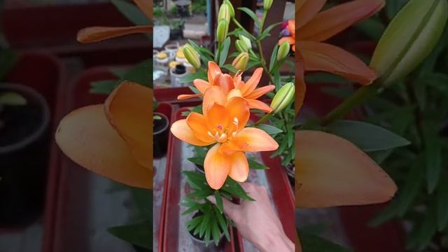 Лилия Тайни дабл Ю смотреть онлайн