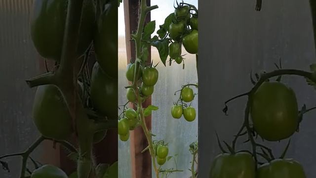 томат "Жемчужина Сибири"