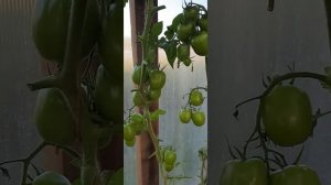 томат "Жемчужина Сибири"