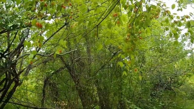 Урожай кизила - БОМБА! Кто со мной в горы? Прогулка в лес и на вершину горы. Лазаревское, июль 2020