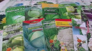 Посев Капусты на Рассаду Пророщенными Семенами в Чашках Петри.