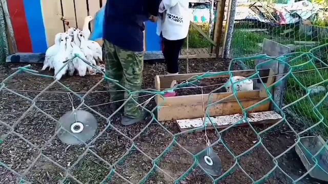 Содержание Мулардов Прибыльное содержание уток. смотреть онлайн