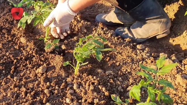 Pravo je vrijeme za sadnju paradajza i ostalog povrća u vrtu смотреть онлайн