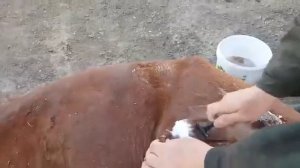 Таврение лошадей: холодный метод