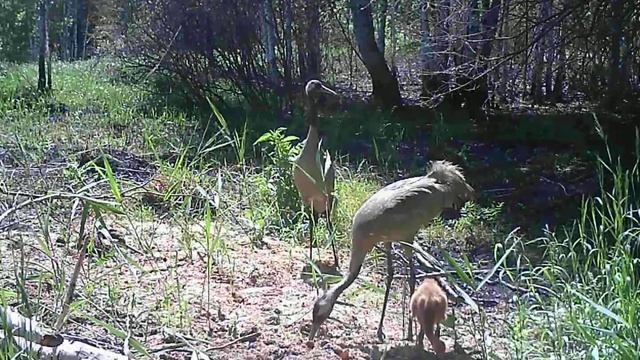 Семейство журавлей смотреть онлайн