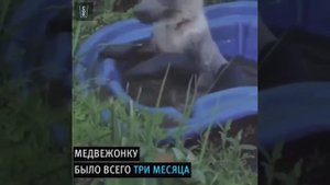 Вот такой наш Миша.mp4
