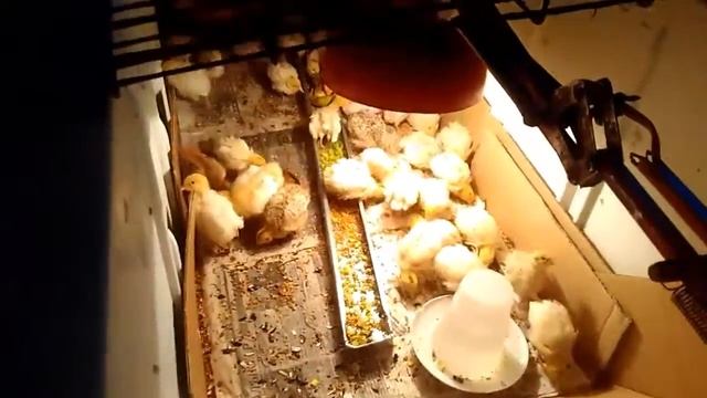 Брудер для цыплят из холодильника смотреть онлайн