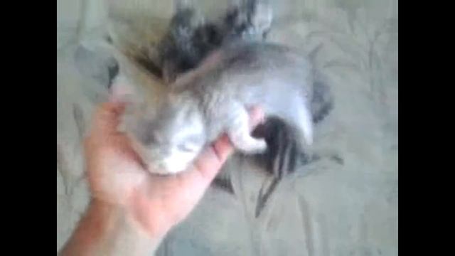 Шотландские вислоухие КОТЯТА  Стерлитамак.Kittens.#шотландские.#котята.#вислоухие