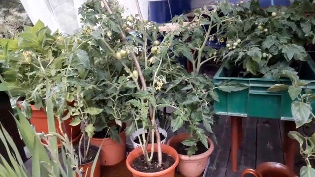 КРАСИВЫЙ мини ОГОРОД в саду ДЕВЯТОЙ реальности??? смотреть онлайн