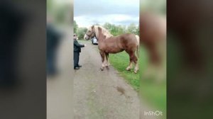 Советский тяжеловоз 4 года