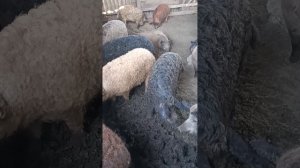 венгерская мангалица как есть.плюсы и недостатки