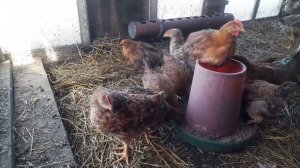 Пересадка курей В летний цыплятник