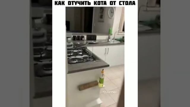 Как отучить кота от стала