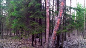 Звуки леса .