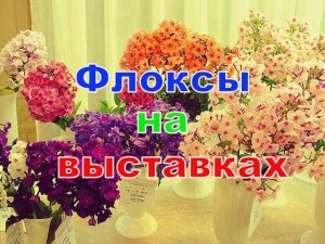 Флоксы на выставках