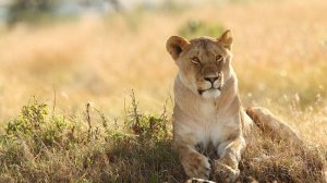 Это Африка Она такая