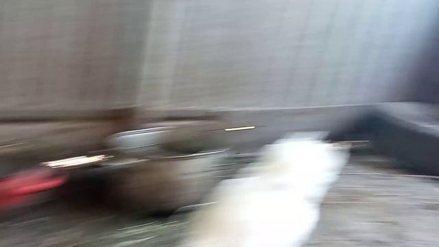 Хохлатые и голошейные цыплята смотреть онлайн