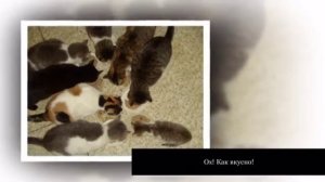 Наши любимцы