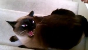 Сиамские коты самые злые коты