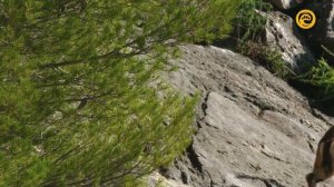 Планета джунглей / Jungle Planet Серия 17 Леса на вершине / Forests on the Peaks