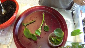 Комнатные цветы. Черенки. Укореняю. Сажаю. Болтаю.