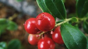 Клюква полезные советы