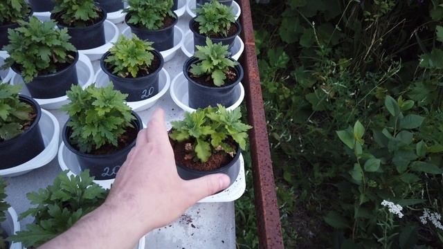 Листья ПОЗЕЛЕНЕЛИ после ХЛОРОЗА! Что я сделал для Этого? смотреть онлайн