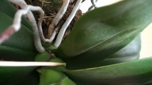 ОРХИДЕЯ ОТЦВЕЛА и за два месяца ДОБИЛСЯ  повторного ЦВЕТЕНИЯ на 2 ЦВЕТОНОСА