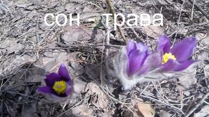 Подснежники вылазят (сон - трава весной), видео rybachil.ru.mpg