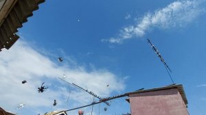 Ростовская обл.,Морозовск Ноколаевские Голуби Андрея 18.09.2022г
