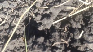 Целина, медоносы!