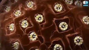 Как появилась жизнь на Земле?